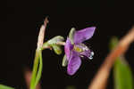 Nakedstem dewflower